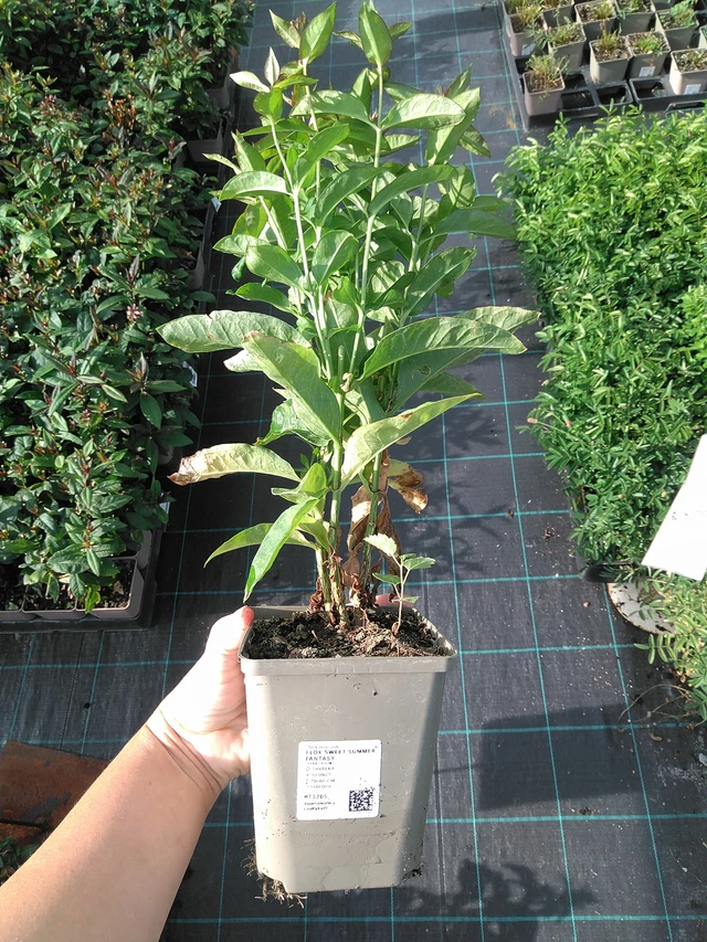 Flox Sweet Summer Fantasy - 11. 7. 2025