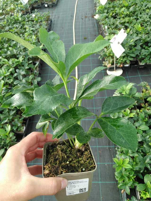 Hellebore Pretty Ellen White Spotted - 28. 7. 2025