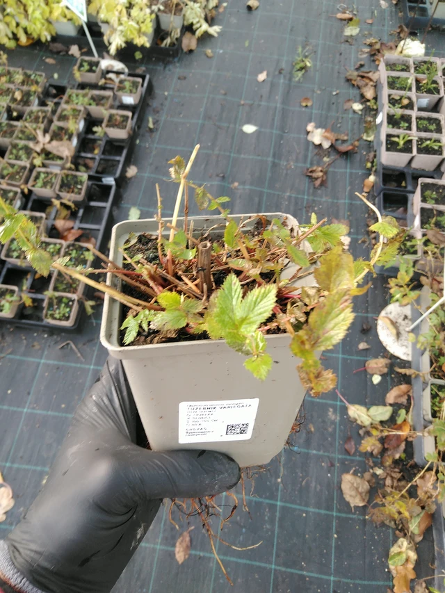 Angervo Variegata - 31. 10. 2025