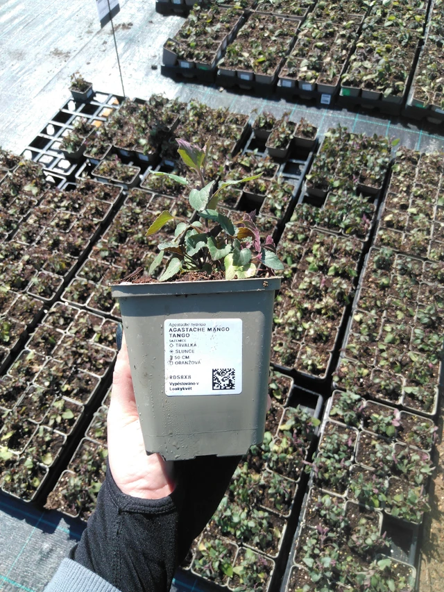 Iisoppi Mango Tango - 13. 5. 2025