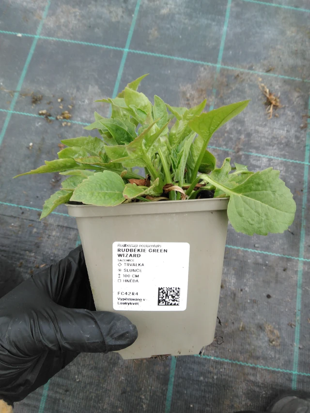 Rudbékie Green Wizard - 1. 4. 2026
