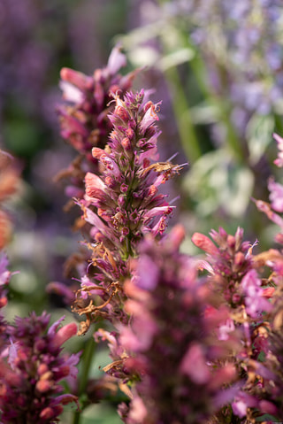 Agastache Danish Delight, Loukykvět