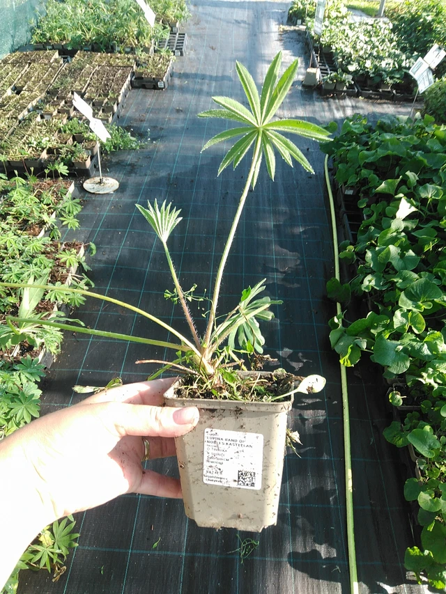 Altramuz Band of Nobles Kastellan - 19. 8. 2025