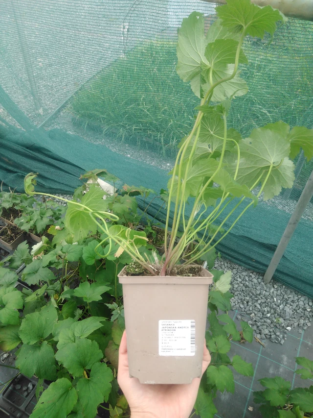 Sasanka japonská Andrea Atkinson - 2024