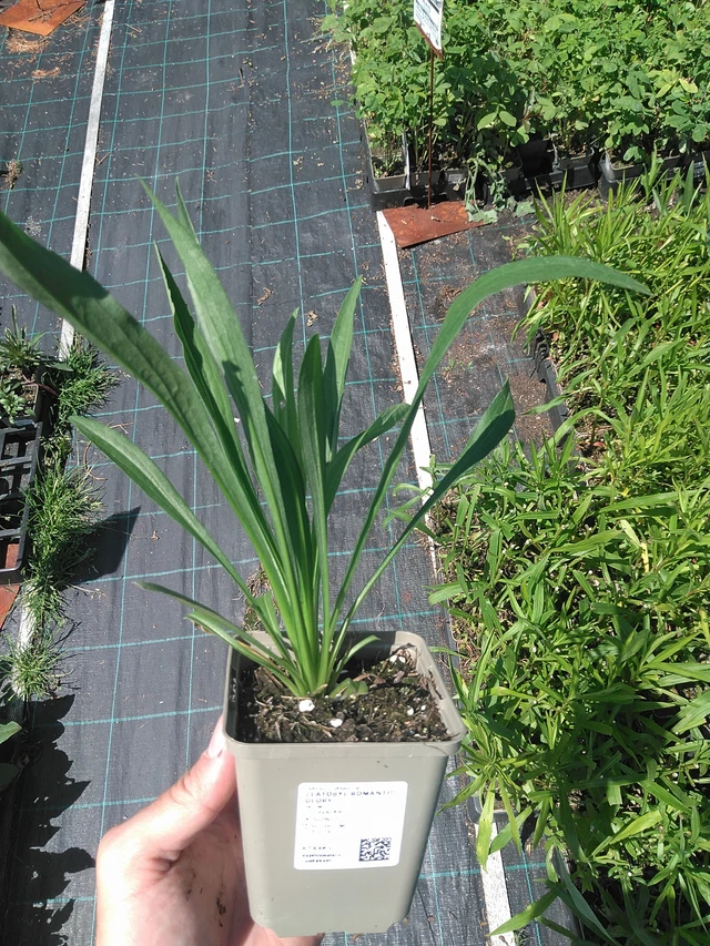 Vara de oro Romantic Glory - 24. 6. 2025