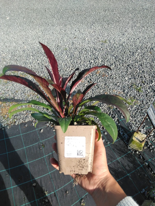 Penstemon Husker Red - 11. 9. 2025