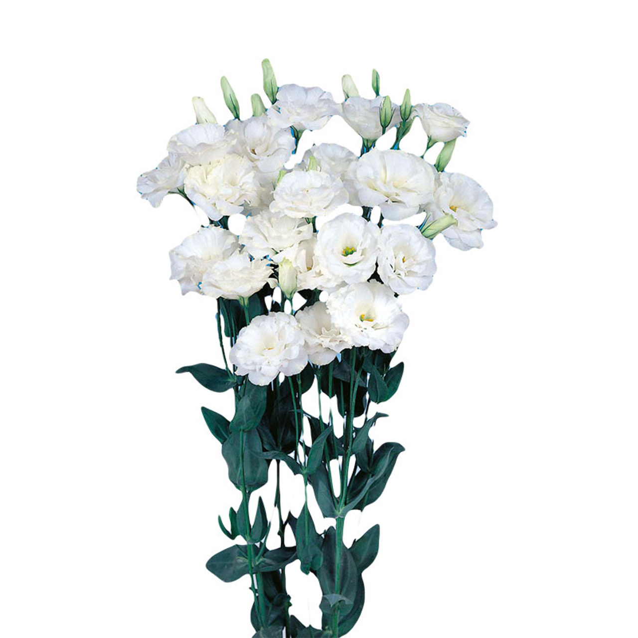 Eustoma Echo 1 Pure White, Loukykvět