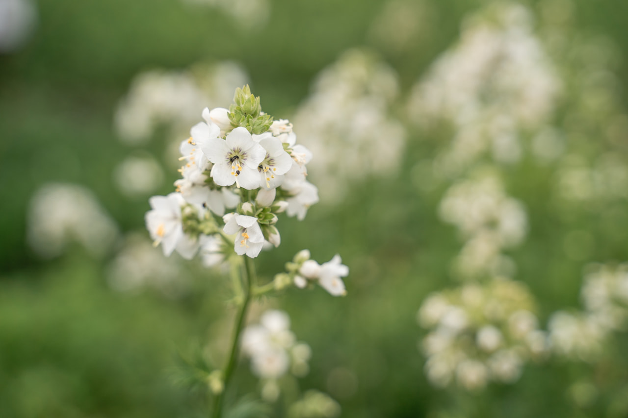 Csatavirág Filigree Clouds, Loukykvět