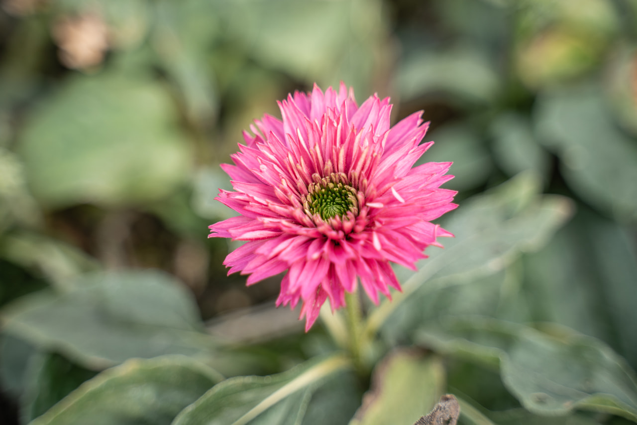 Echinacea SunSeekers Sweet Fuchsia, Loukykvět