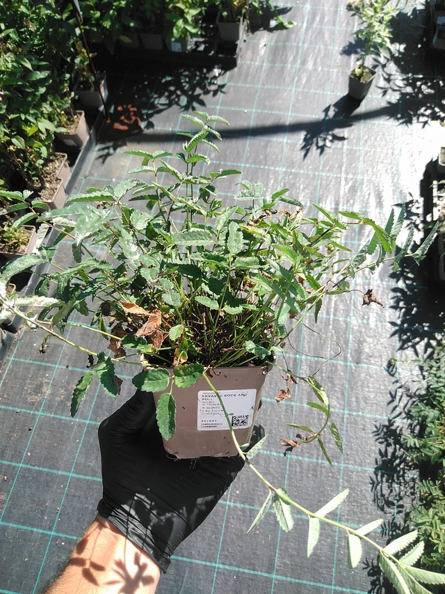 Veriheinä Rock and Roll - 19. 8. 2025