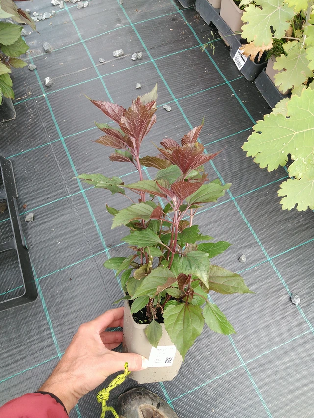 Punapähkämö Chocolate - 28. 7. 2025