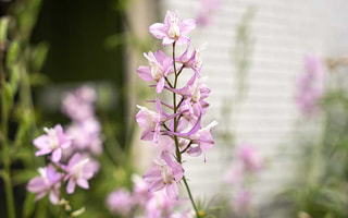 Ostrožka Fancy Belladonna, Loukykvět