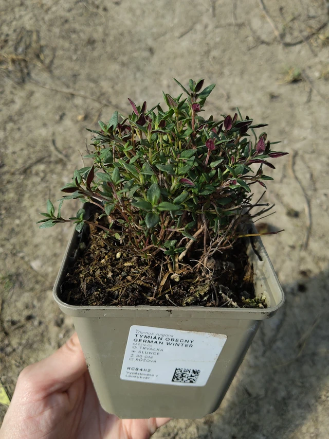Tymián obecný German Winter - 27. 3. 2026