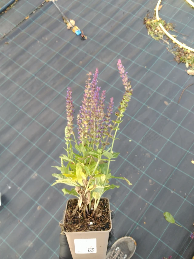 Šalvěj hajní Ostfriesland - 31. 10. 2025