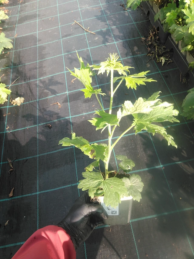 Larkspur Magic Fountains White (Dark Bee) - 13. 10. 2025