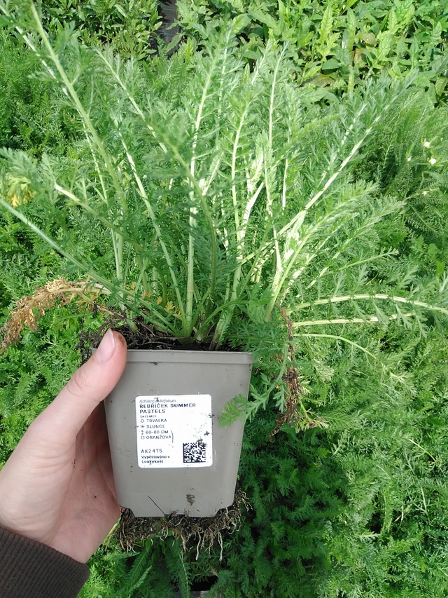 Řebříček Summer Pastels - 9. 6. 2025