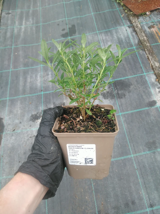 Aurinkoruusu Sulphureum Plenum - 10. 9. 2025