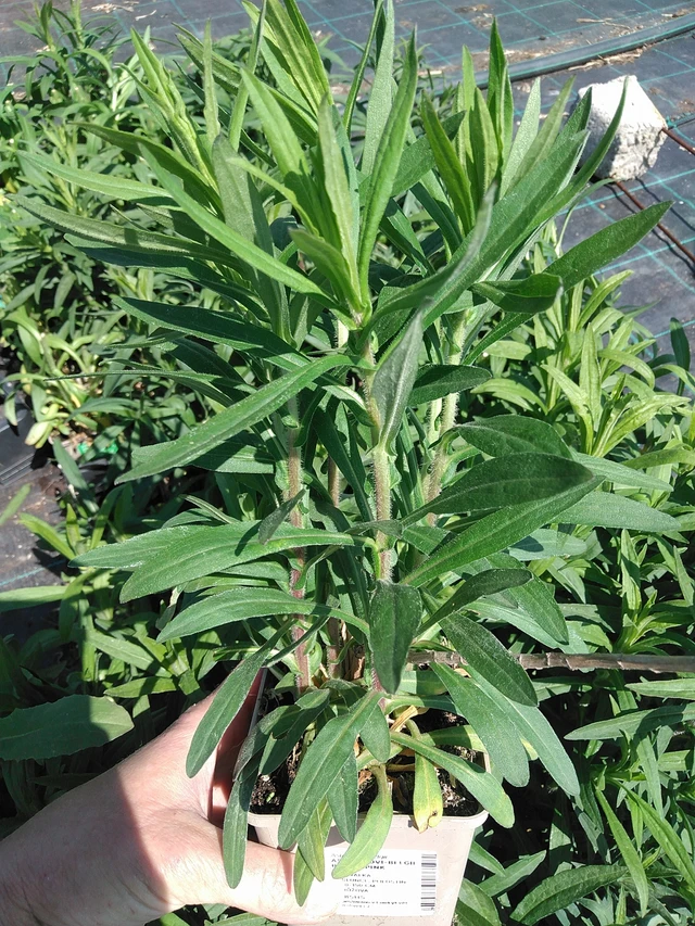 Astra Barr’s Pink - 13. 5. 2025