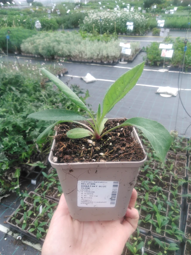 Pallo-ohdake banátský Blue Glow - 2024