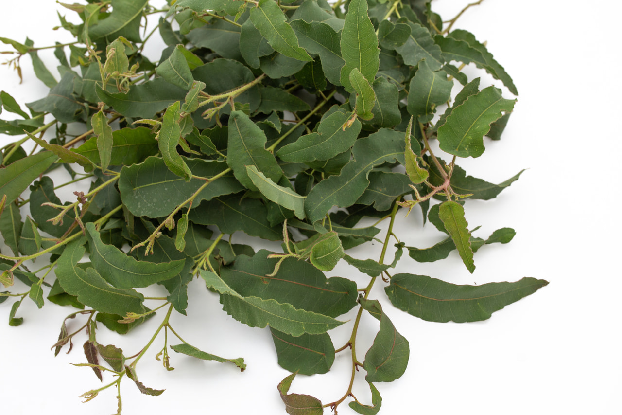 Eukalyptus citrónový, Loukykvět