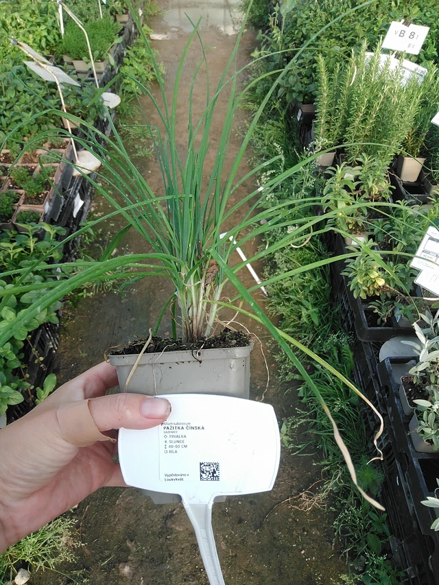 Cebollino chino - 19. 8. 2025