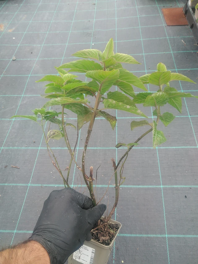 Monarda Snow Queen - 10. 9. 2025