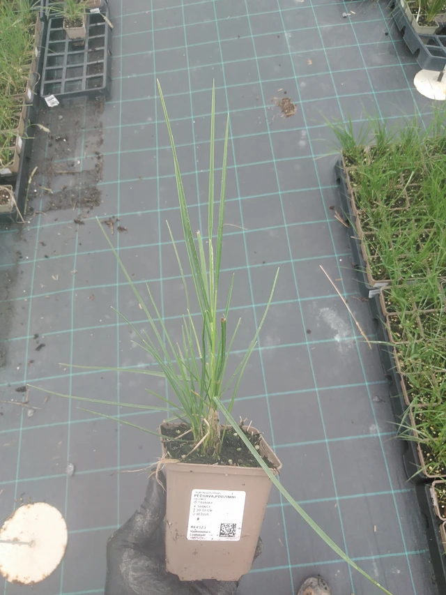 Pěchava podzimní - 4. 8. 2025