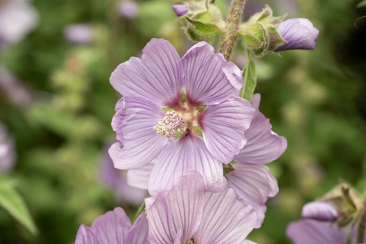 Slézovec Lilac Lady, Loukykvět