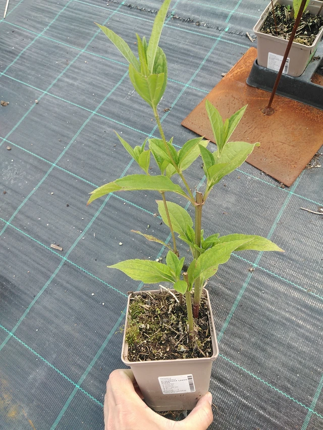 Girasol Lemon Queen - 24. 6. 2025