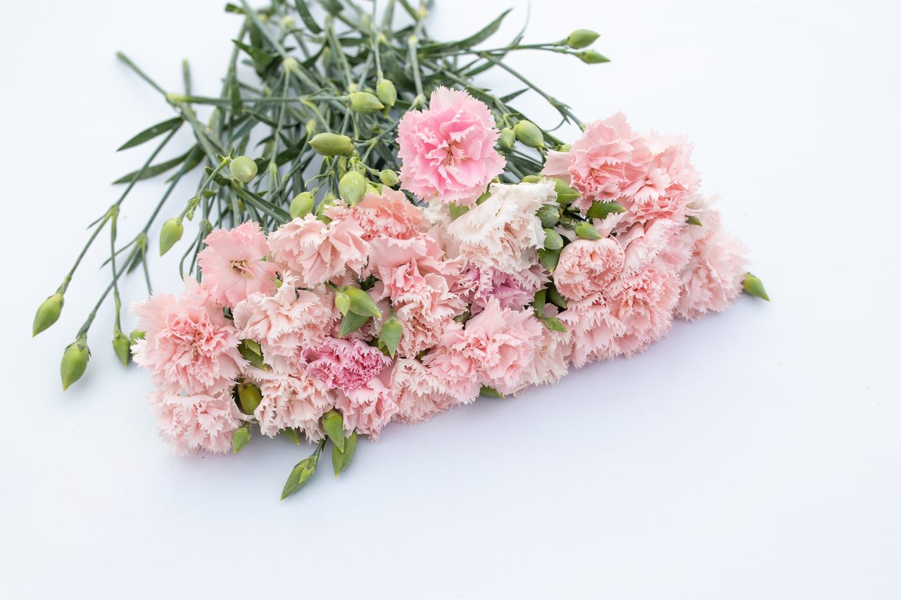 Karafiát Chabaud La France, Loukykvět