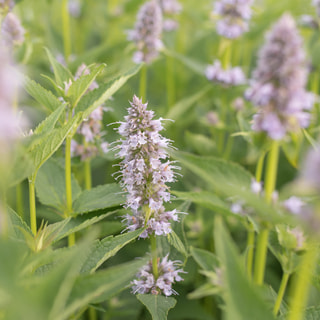 Agastache Blue Fortune, Loukykvět