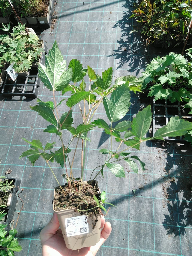 Astilbe Fanal - 19. 8. 2025