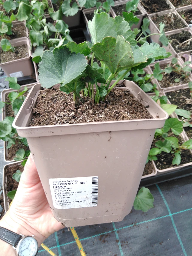 Malvike Elsie Heugh - 2024