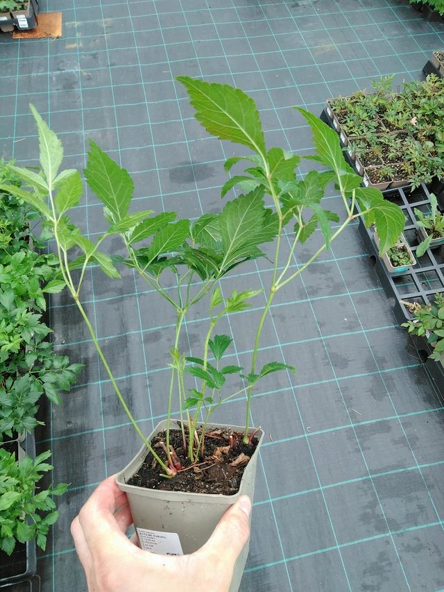 Astilbe Europa - 28. 7. 2025