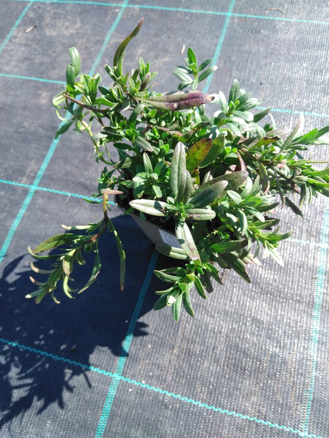 Hyssop officinalis - 3. 4. 2025