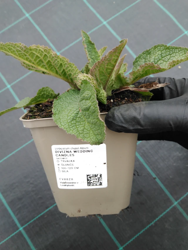 Königskerze Wedding Candles - 1. 4. 2026