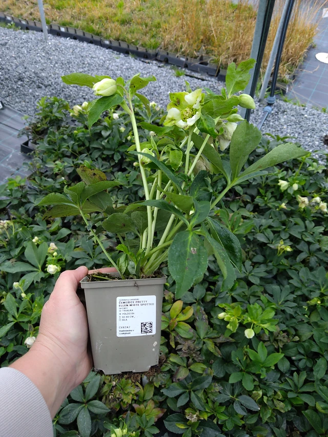 Hellebore Pretty Ellen White Spotted - 10. 10. 2025