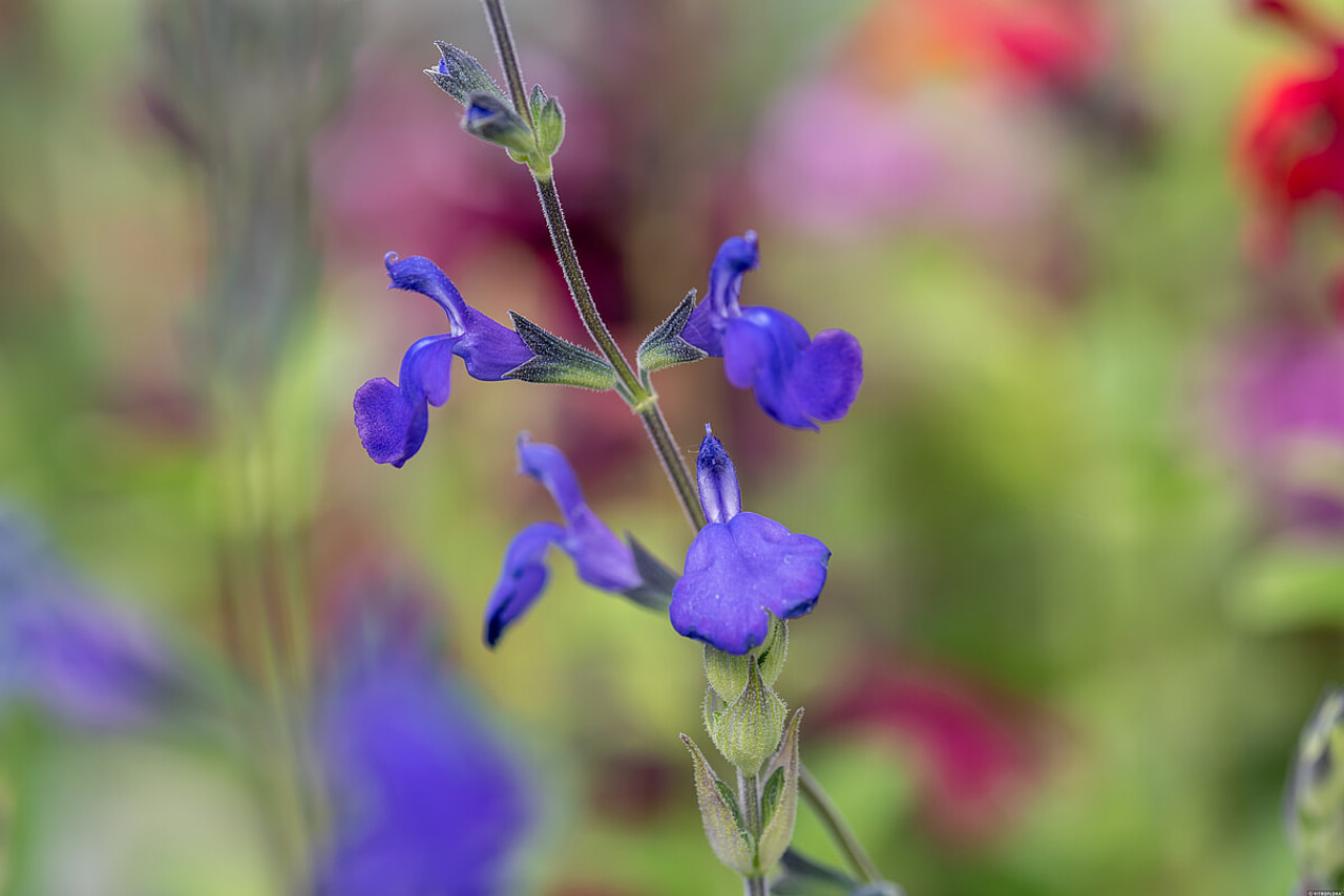 Šalvěj Blue Note, Loukykvět