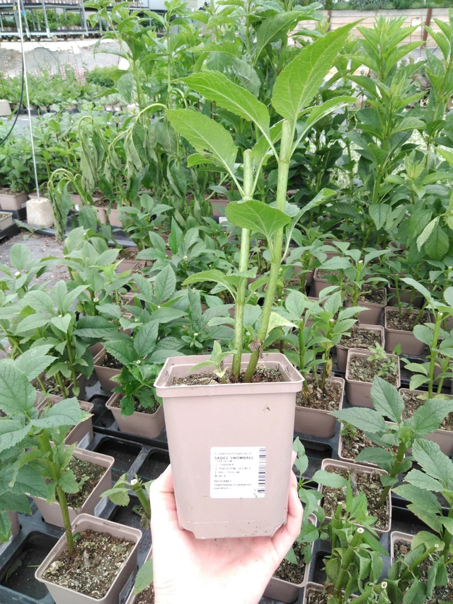 Punalehtivihma Snowball - 2024