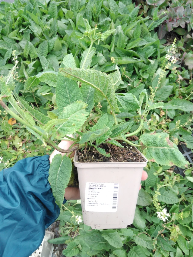 Salvia de prado Swan Lake - 2024