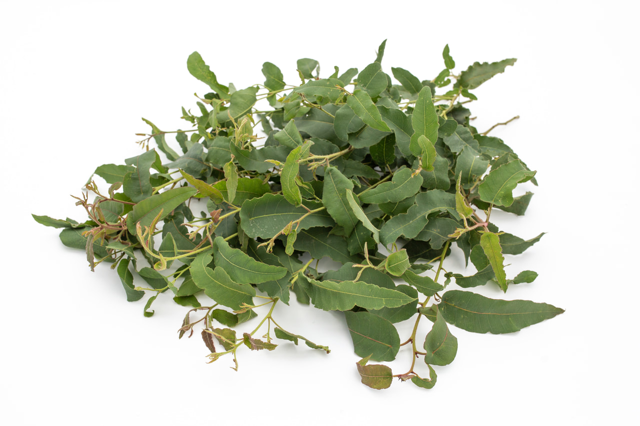 Eukalyptus citrónový, Loukykvět