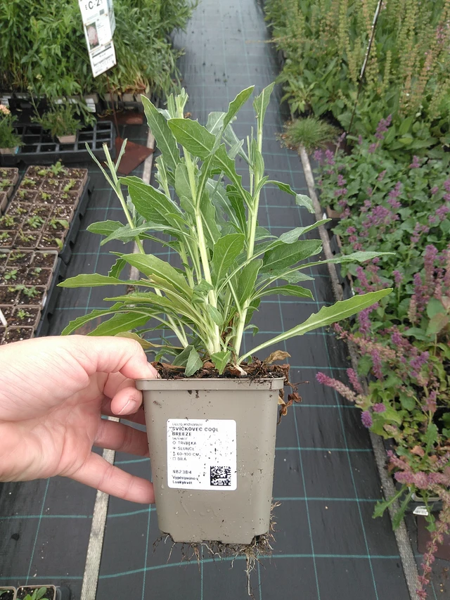 Gaura Cool Breeze - 11. 7. 2025