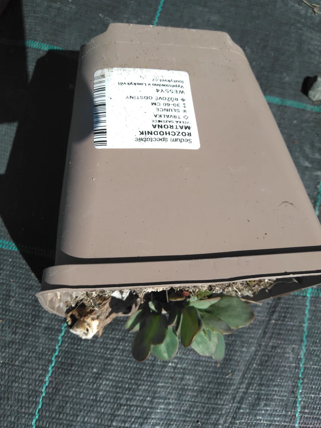 Maksaruoho Matrona - 3. 4. 2025