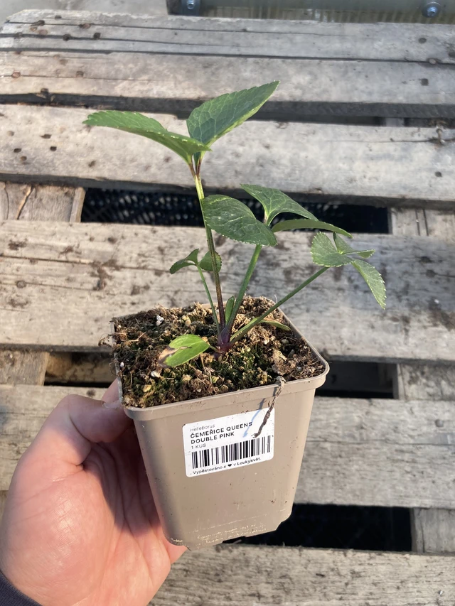 Eléboro Queens Double Pink - 2024