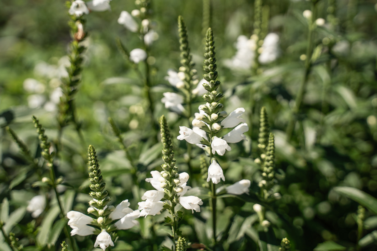 Scharnierbloem Alba, Loukykvět