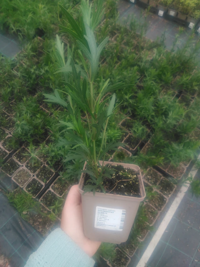 Coreopsis palmata - 2024