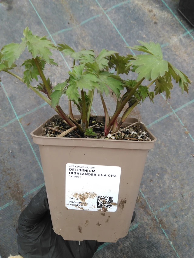 Stračka Highlander Cha Cha - 1. 4. 2026