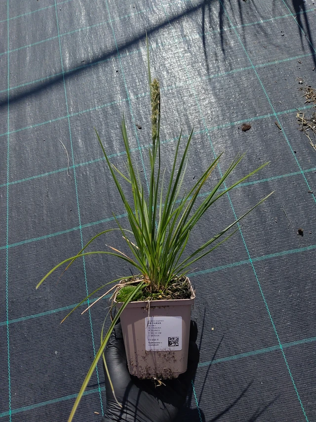 Pěchava - 11. 9. 2025