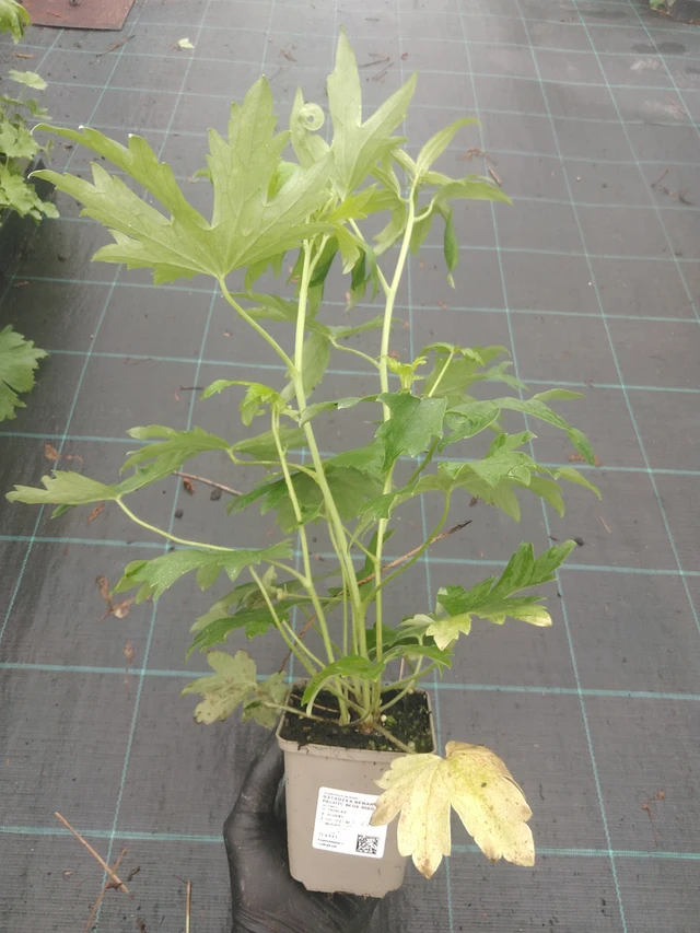 Ostrožka Benary’s Pacific Blue Bird - 4. 8. 2025