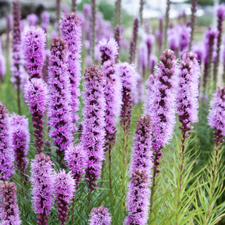 Šuškarda Floristan Violett, Loukykvět